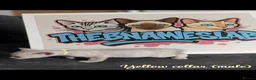 Bengal cats for sale: BENAMESE cubs ☁️🩷🩵 - Advert 5