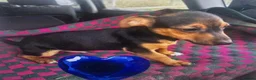 Jack Russell dogs for sale: Jack Russell puppy’s  - Advert 5