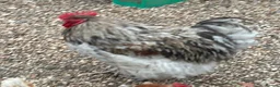 Chickens poultry for sale: Two Orpington Cockerels   - Advert 2