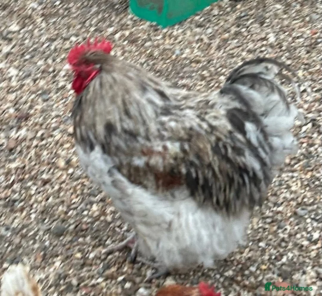Chickens poultry for sale: Two Orpington Cockerels   - Advert 2