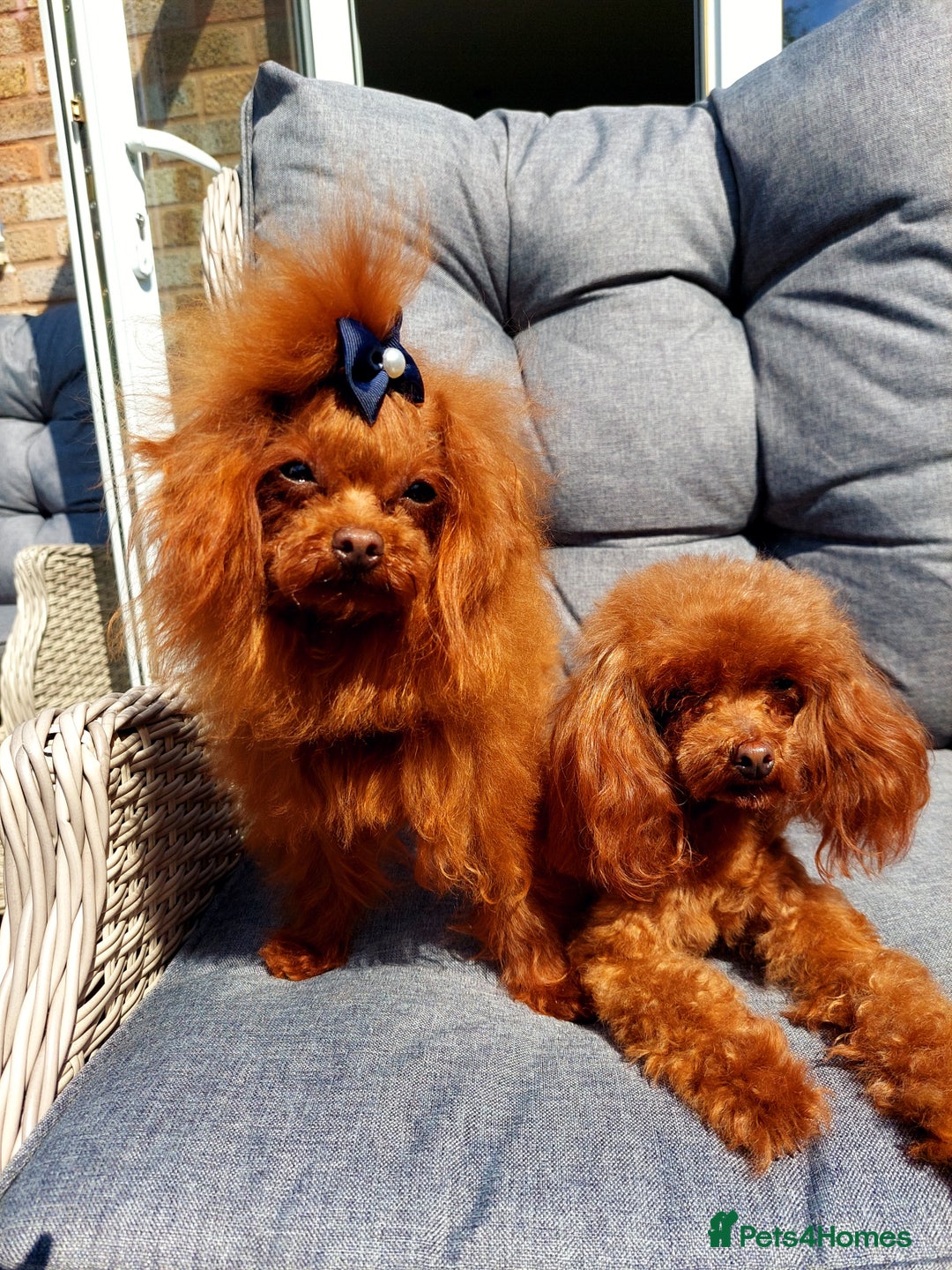 Toy Poodle dogs for sale: Full Asian girl - Image 8