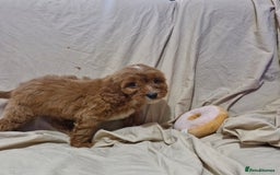 Cavapoo dogs for sale: Cavapoo puppies  - Image 12