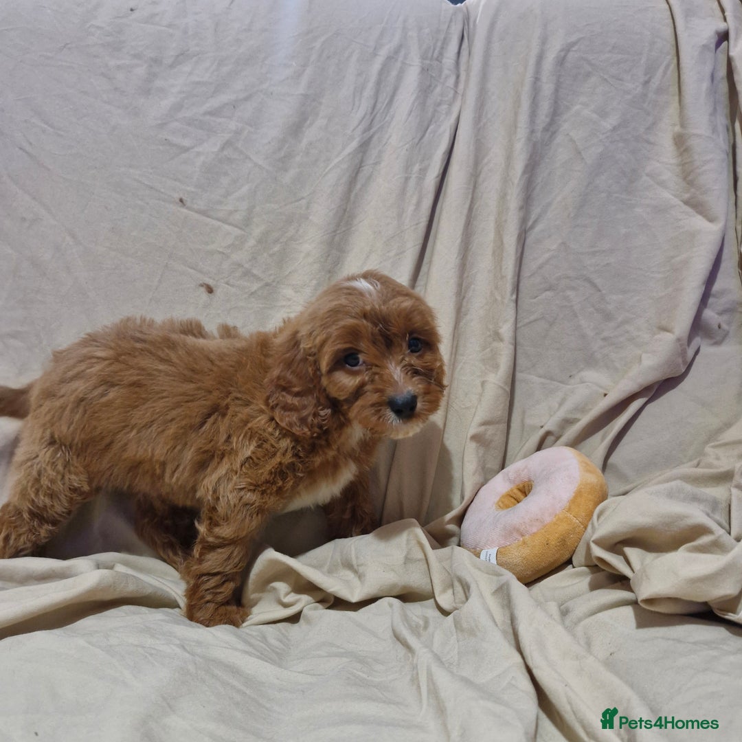 Cavapoo dogs for sale: Cavapoo puppies  - Image 12