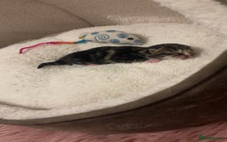 Mixed Breed cats for sale: 4 beautiful kittens for sale, available Halloween - Image 8