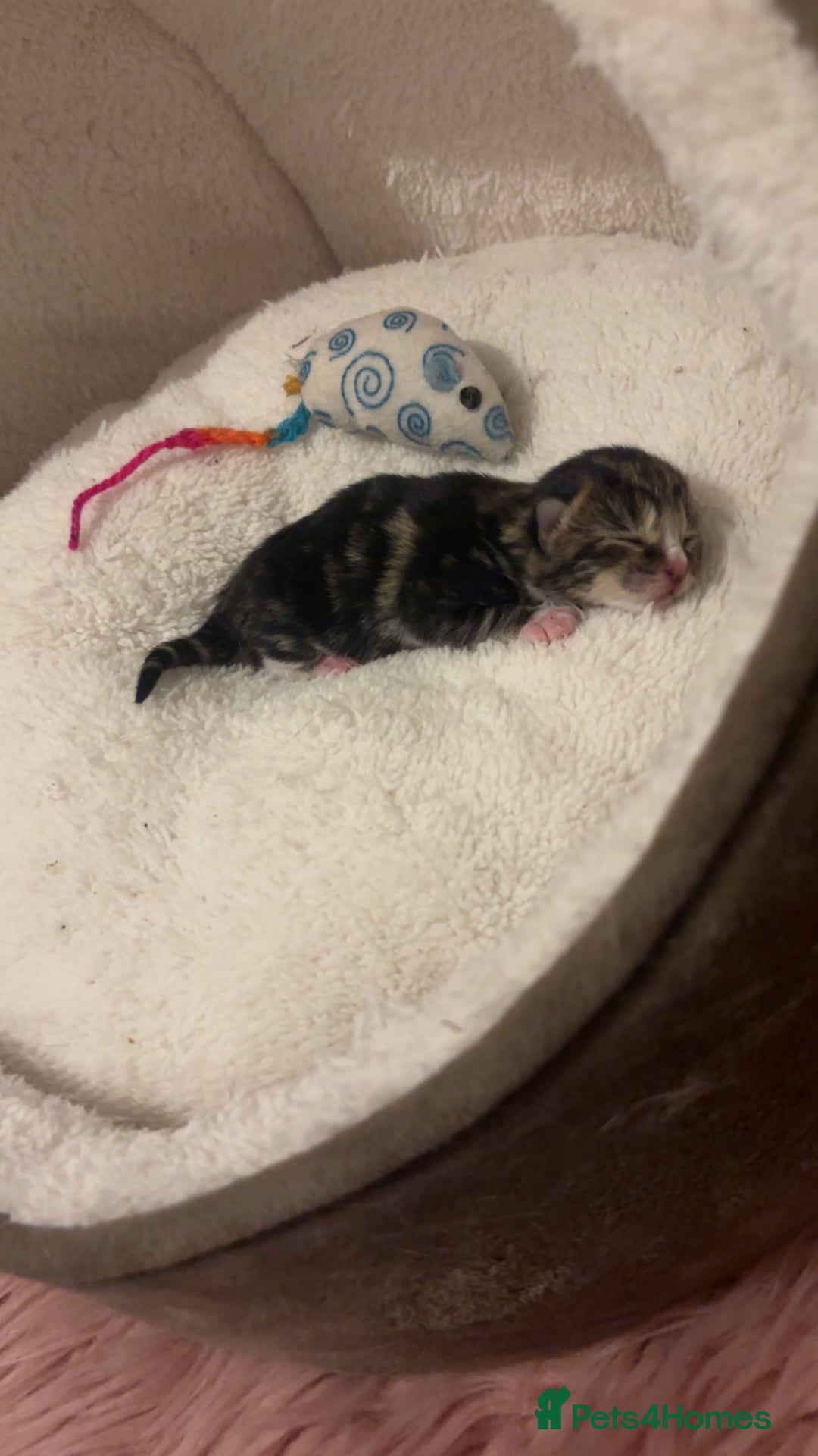 Mixed Breed cats for sale: 4 beautiful kittens for sale, available Halloween - Image 8