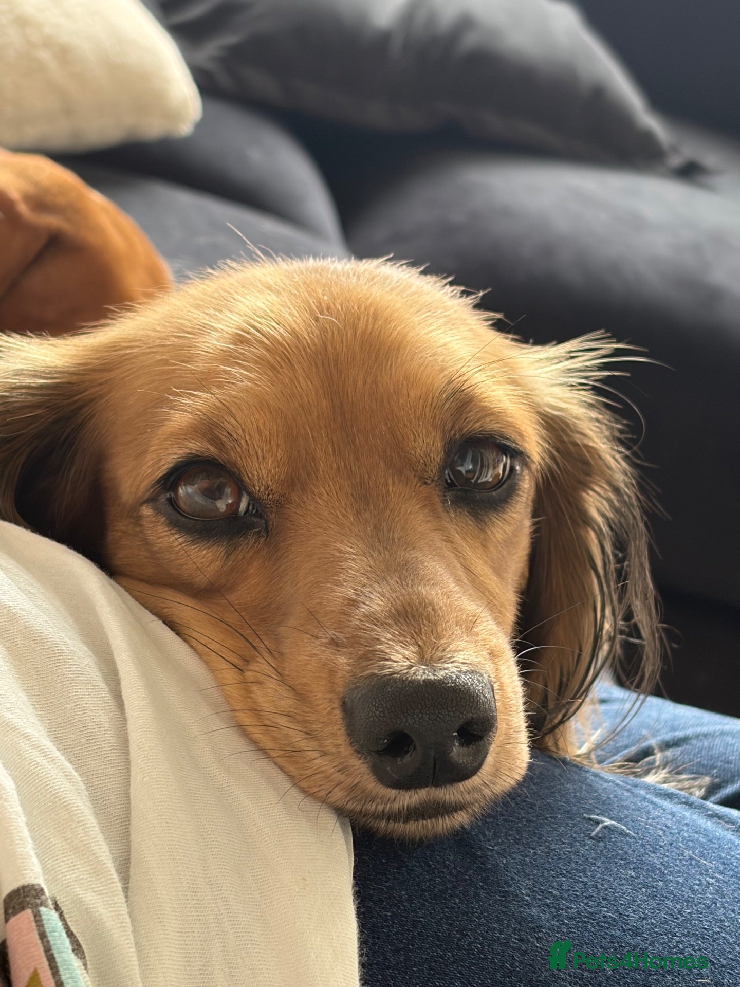 Miniature Dachshund dogs Female Miniature Dachshund  - Advert 1
