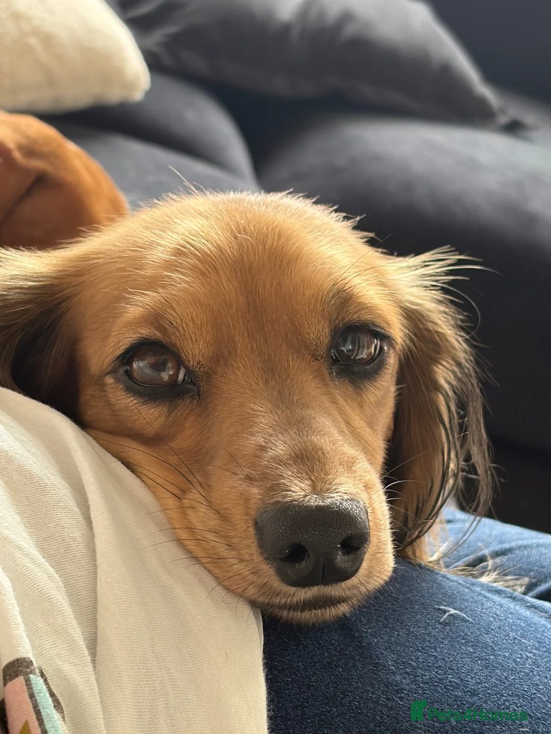 Miniature Dachshund dogs for sale: Female Miniature Dachshund  - Advert 1