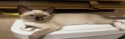 Snowshoe cats for sale: Beautiful Snowshoe Kittens – Ready to Leave Now - Advert 6