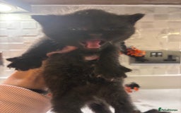 Mixed Breed cats for sale: Mixed British shorthair kittens! 🐈‍⬛  - Image 14