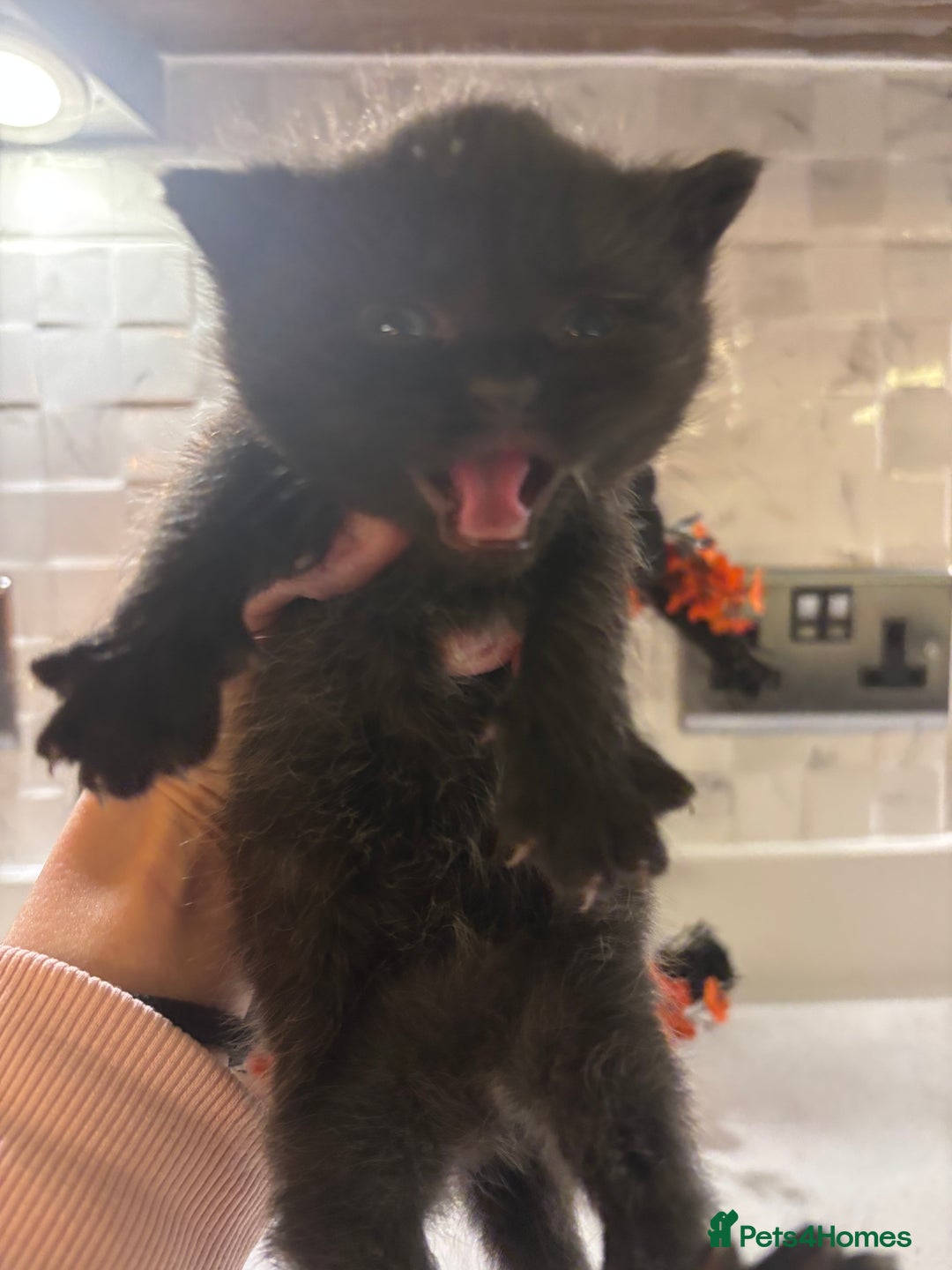 Mixed Breed cats for sale: Mixed British shorthair kittens! 🐈‍⬛  - Image 14