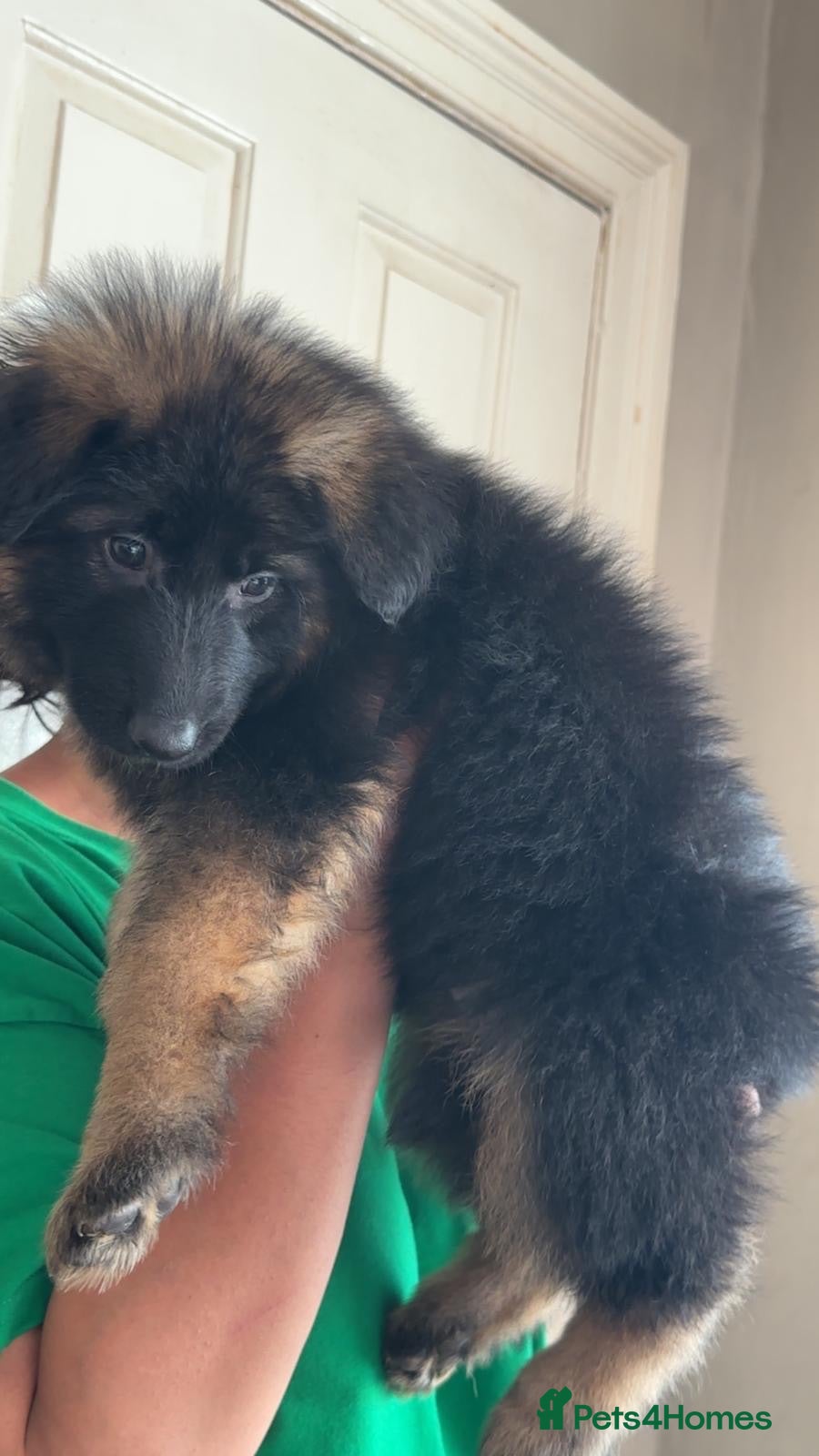 German Shepherd dogs LARGE KC BIG BONE PUPPIES  - Advert 2