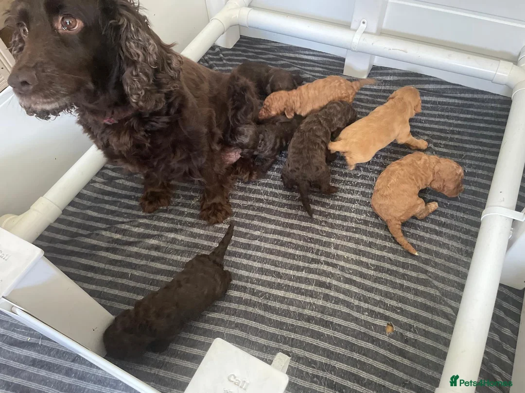 Cockapoo dogs for sale: BEAUTIFUL LITTER OF HEALTH TESTED COCKAPOOS 🩷 in Cheadle - Advert 2