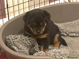 Rottweiler dogs Pedigree KC Registered Rottweiler Puppies - Advert 2