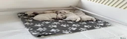 West Highland Terrier dogs for sale: West Highland Terriers  - Advert 2