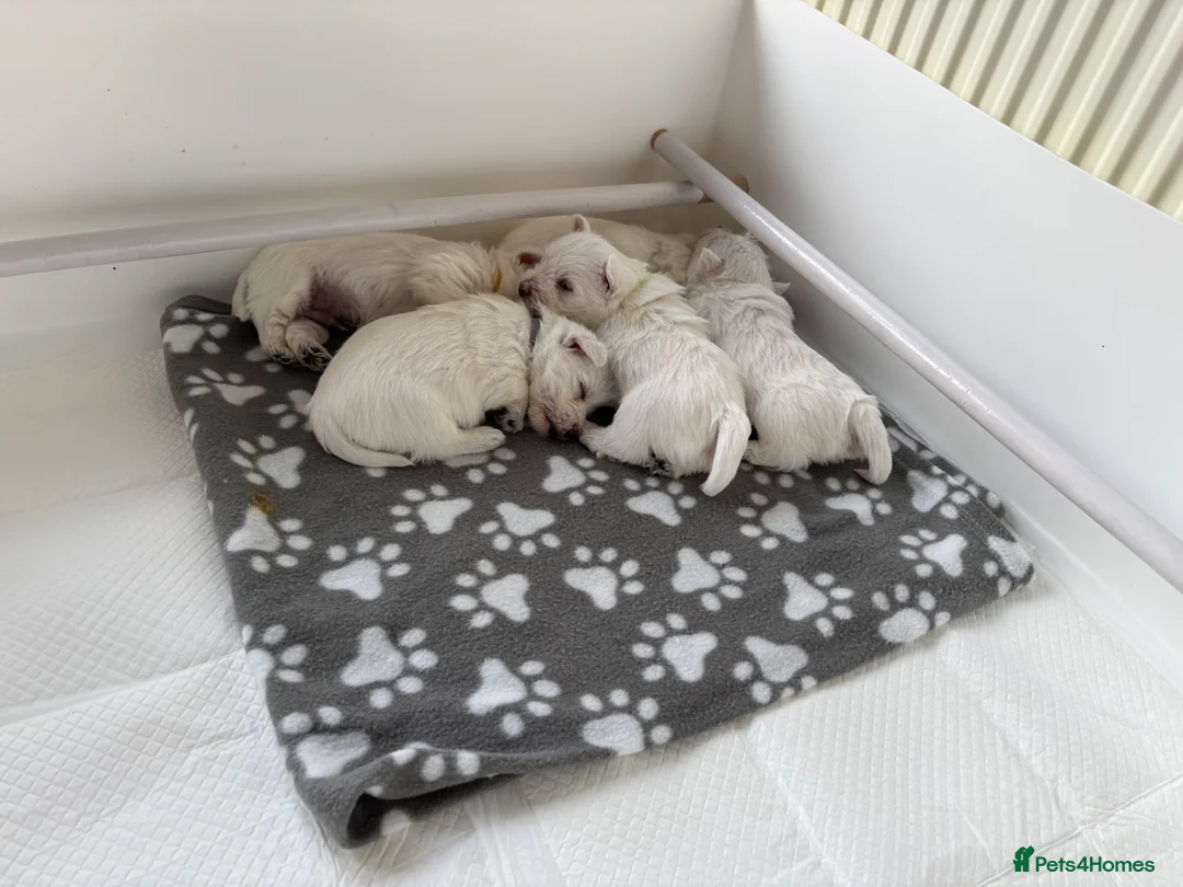 West Highland Terrier dogs for sale: West Highland Terriers  - Advert 2