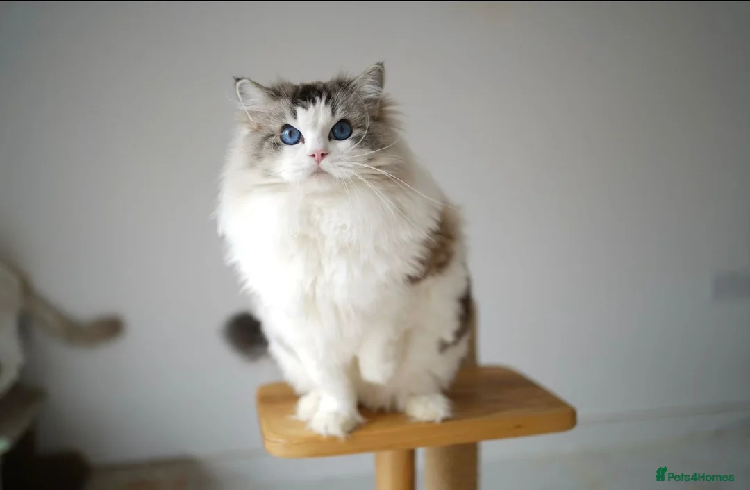 Ragdoll cats for sale: TICA register seal bicolor girl (sold) - Advert 5