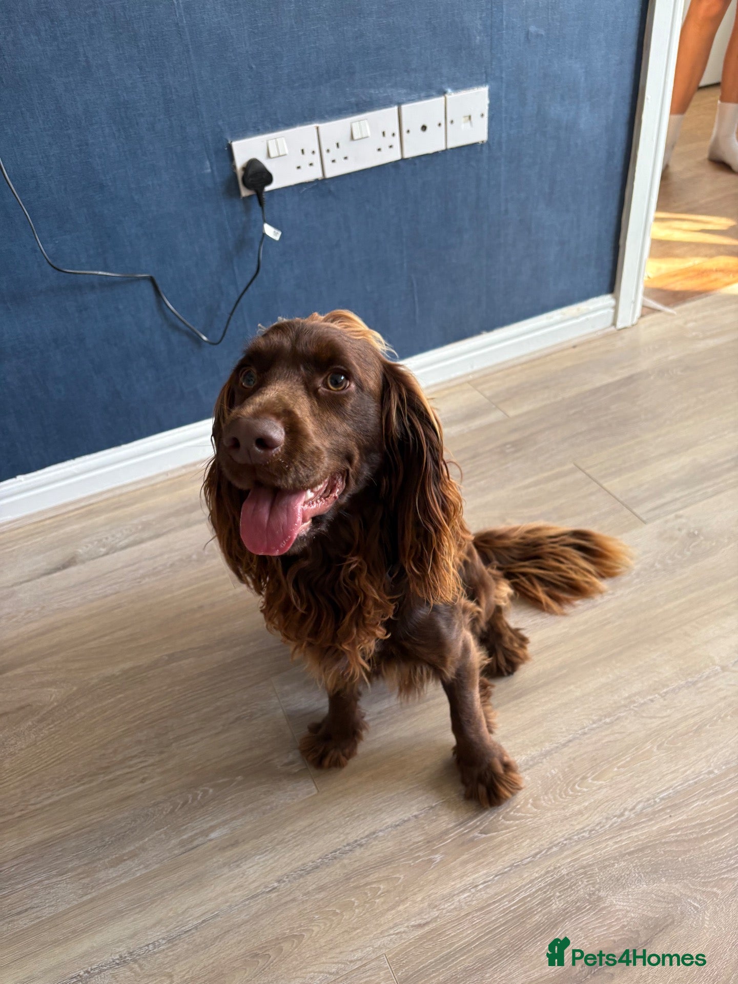 Cocker Spaniel dogs Enzo  - Advert 11