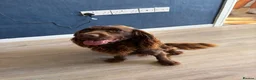 Cocker Spaniel dogs for sale: Enzo  - Advert 1