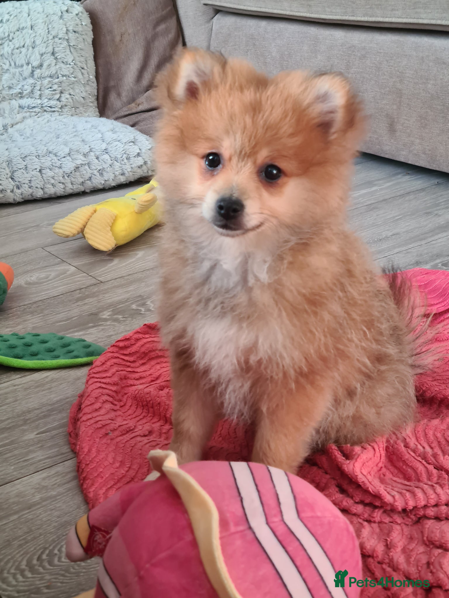 Pomeranian Puppy 2