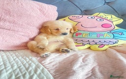 Golden Retriever dogs for sale: Beautiful KC golden pups ready to leave 🥰🥰🏡 - Image 18