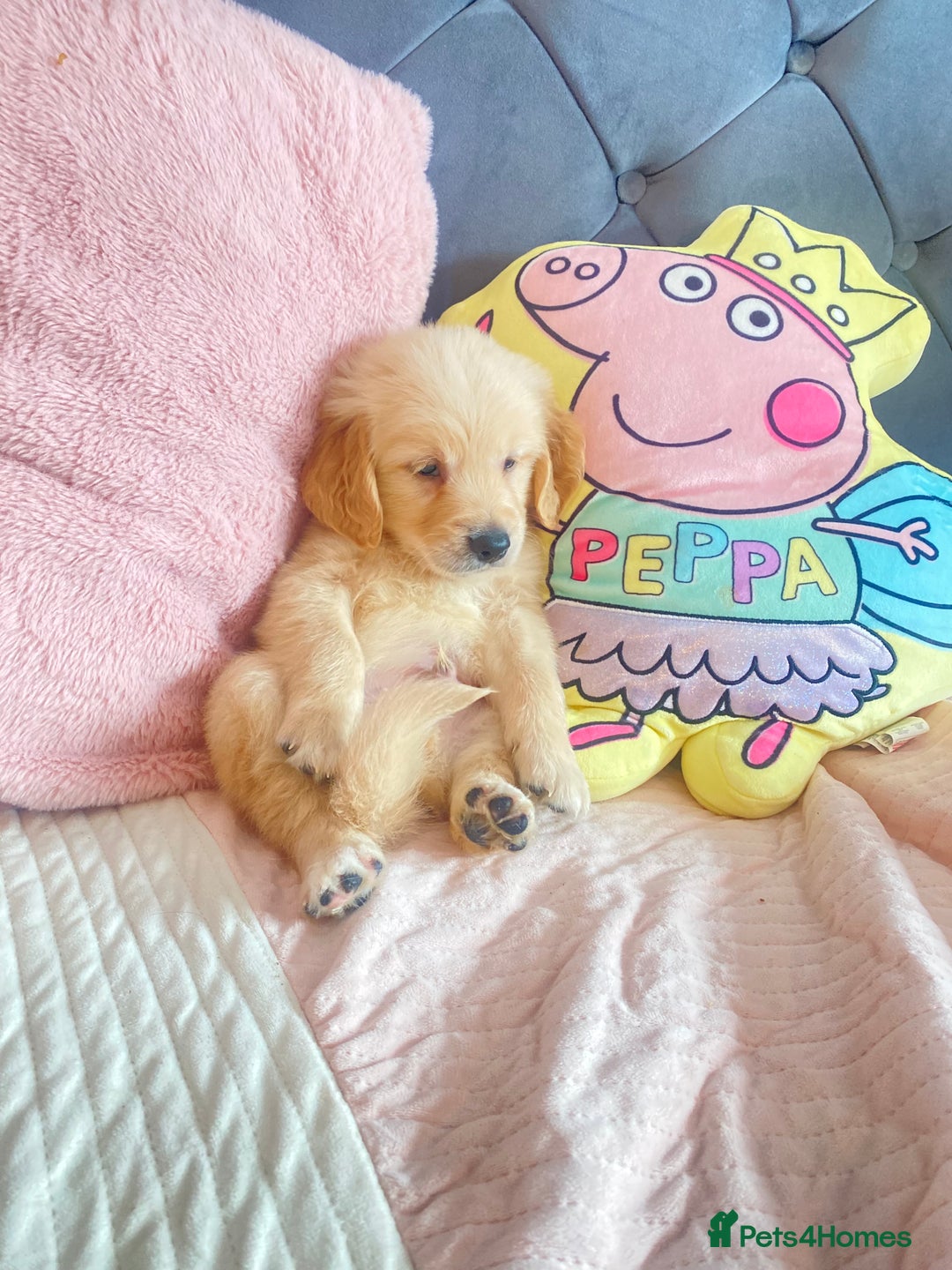 Golden Retriever dogs for sale: Beautiful KC golden pups ready to leave 🥰🥰🏡 - Image 18
