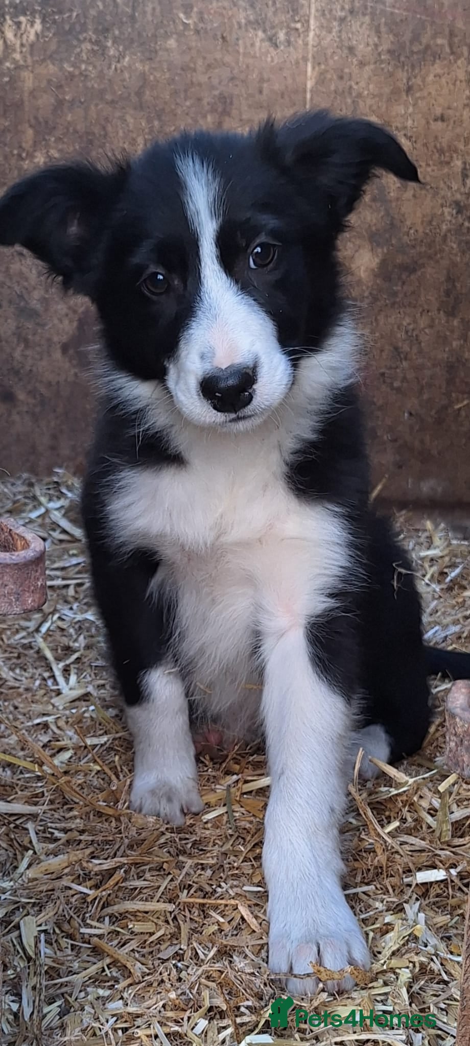 Border Collie dogs 6 adorable border collie pups - Advert 11