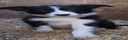 Border Collie dogs for sale: 6 adorable border collie pups in Bala - Advert 1