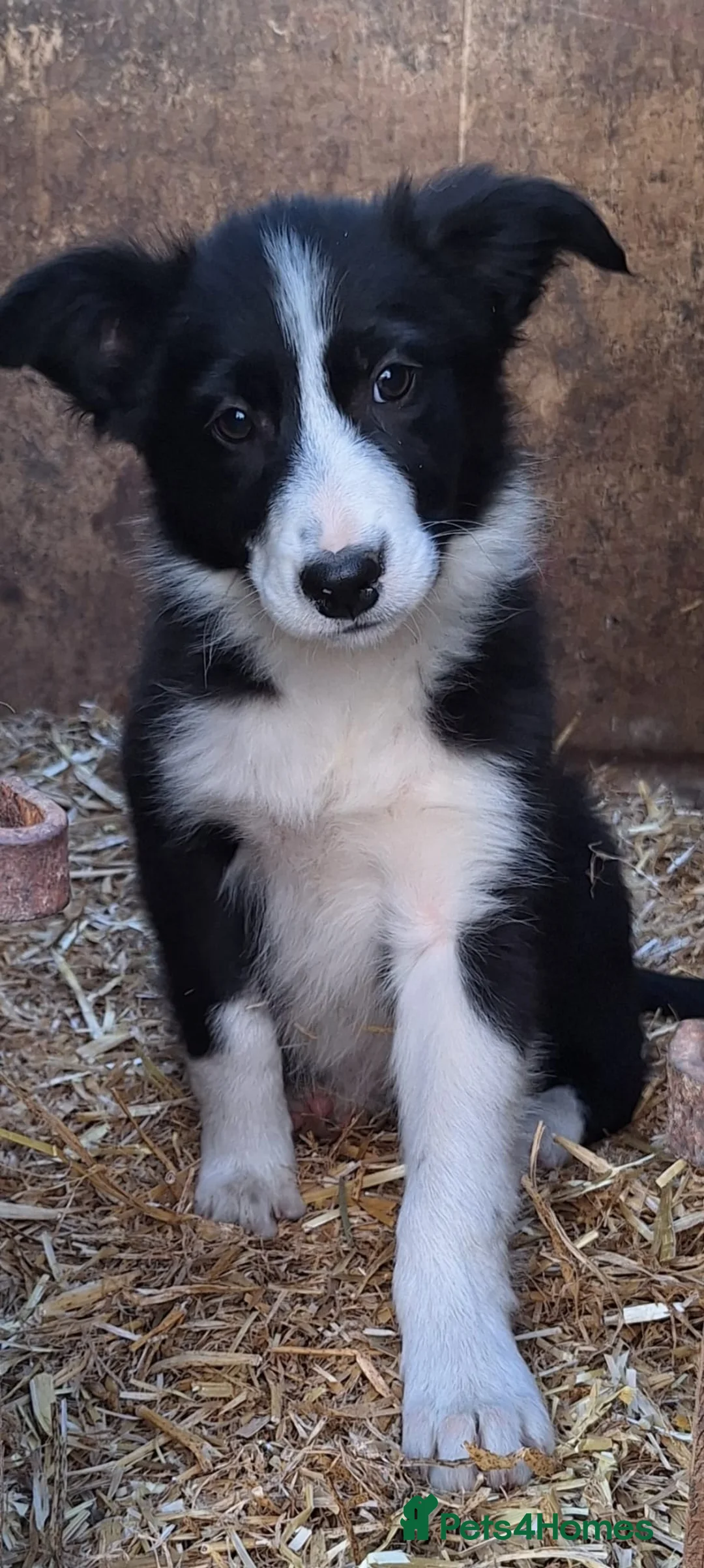 Border Collie dogs for sale: 6 adorable border collie pups in Bala - Advert 1