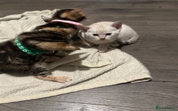 Bengal cats for sale: Snow Lynx, Marble & Brown Rosette Bengals - Image 8