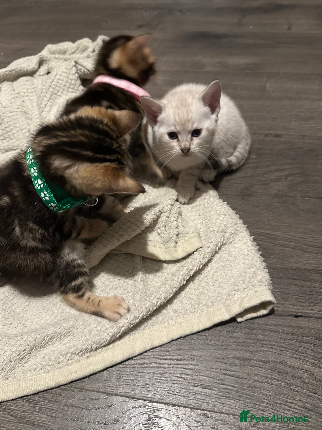 Bengal cats for sale: Snow Lynx, Marble & Brown Rosette Bengals - Image 8
