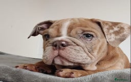 English Bulldog dogs for sale: Last English Bulldog Female - Image 4