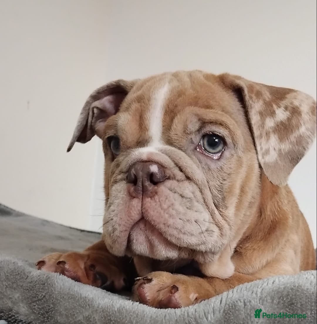 English Bulldog dogs for sale: Last English Bulldog Female - Image 4