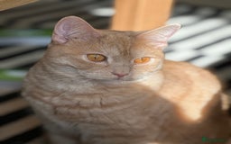 Mixed Breed cats for sale: Need Sitter for a cat - Image 2