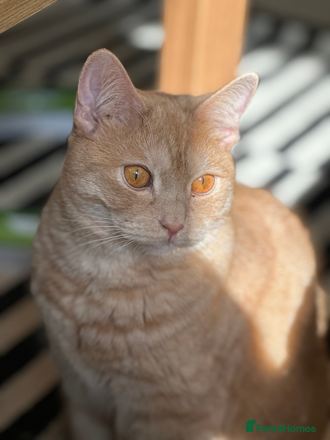 Mixed Breed cats for sale: Need Sitter for a cat - Image 2