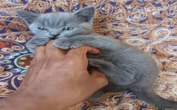 British Shorthair cats for sale: ONLY ONE FEMALE BRITISH SHORTHAIR LEFT - Image 8