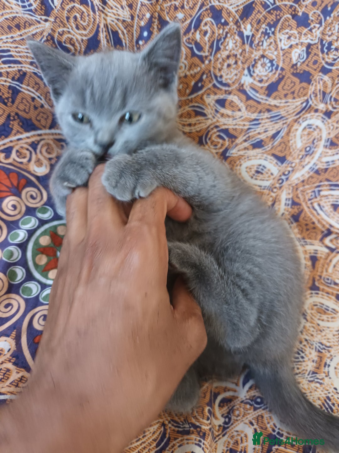 British Shorthair cats for sale: ONLY ONE FEMALE BRITISH SHORTHAIR LEFT - Image 8