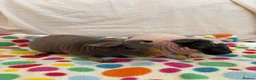 Guinea Pig rodents for sale: 2 Skinny Pig Brothers - Advert 4