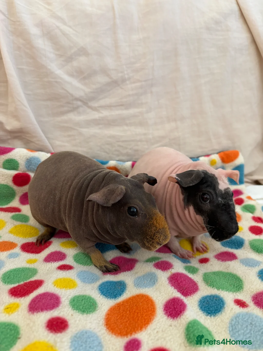 Guinea Pig rodents for sale: 2 Skinny Pig Brothers - Advert 4