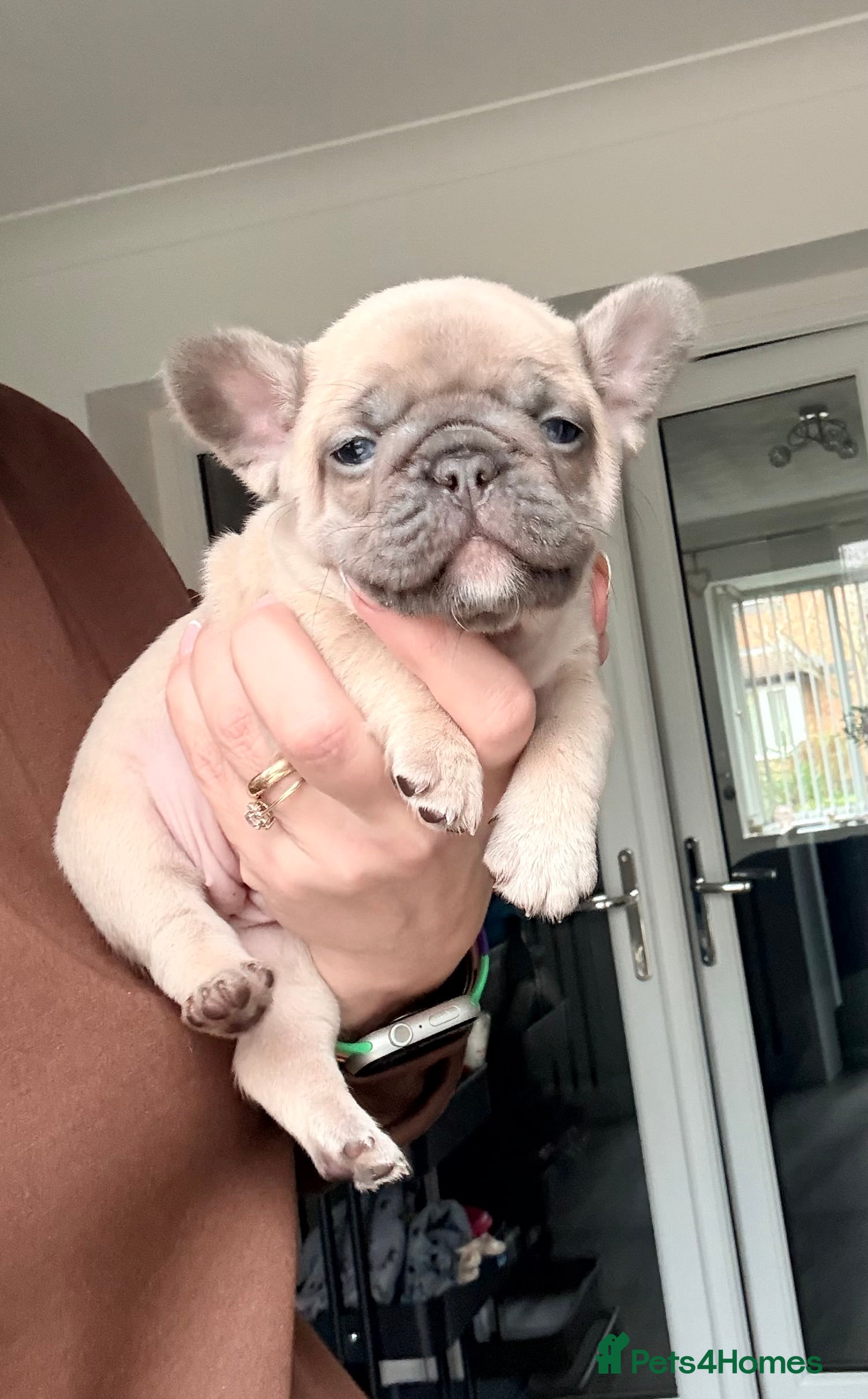 French Bulldog dogs Last Beautiful female French Bulldog available  - Advert 7