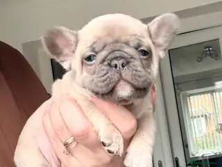 French Bulldog dogs Last Beautiful female French Bulldog available - Advert 7