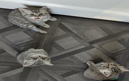 British Shorthair cats for sale: Stunning British Shorthair Kittens For Sale - Image 18