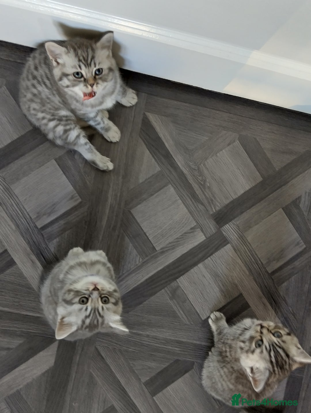 British Shorthair cats for sale: Stunning British Shorthair Kittens For Sale - Image 18