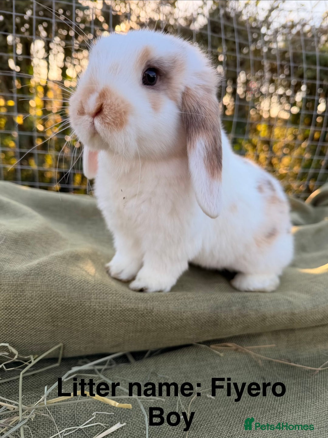 Mini Lop rabbits for sale: Mini Lop bunnies  - Advert 6