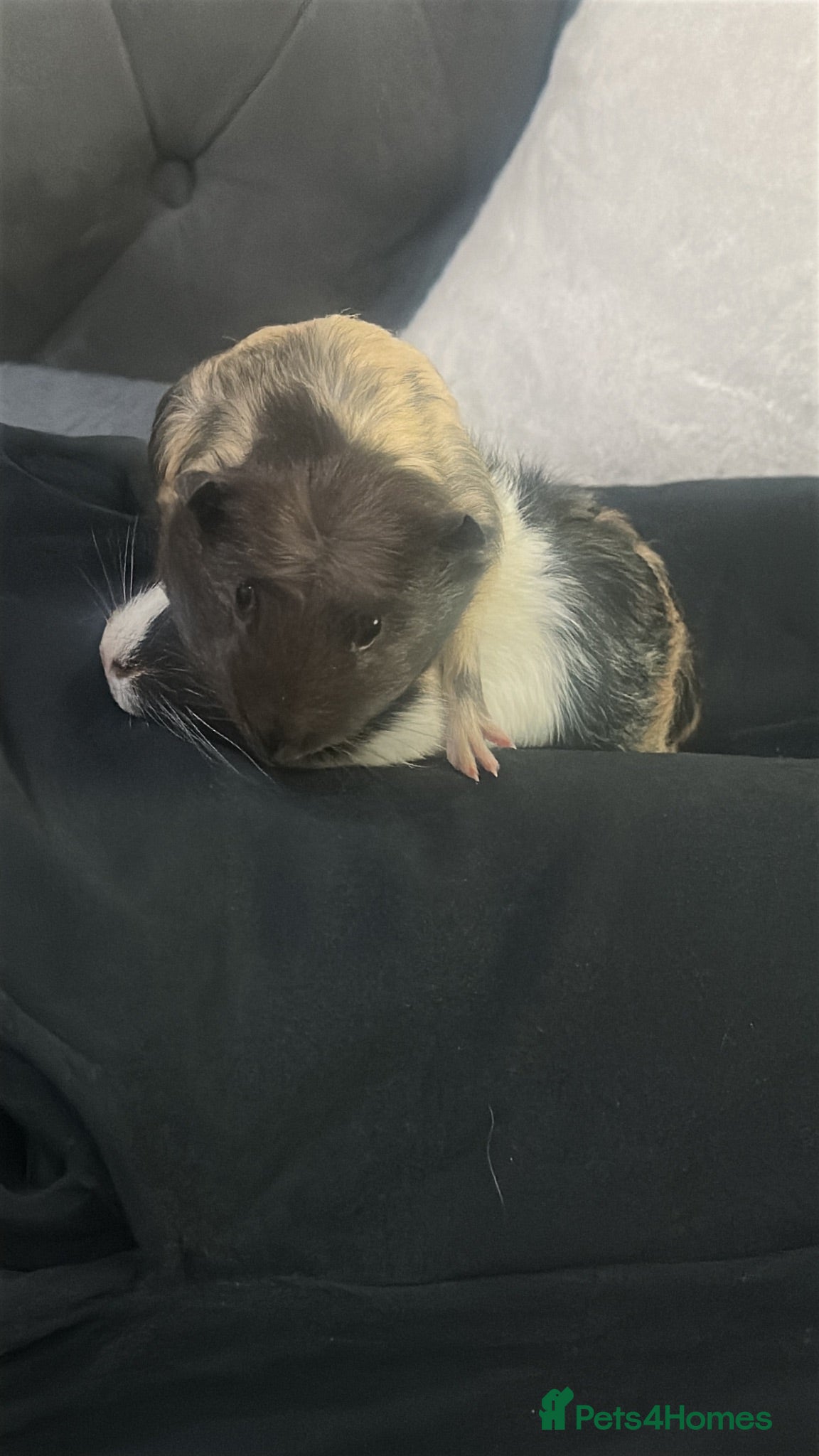 Guinea Pig rodents 2 x Female guinea pigs - Advert 2