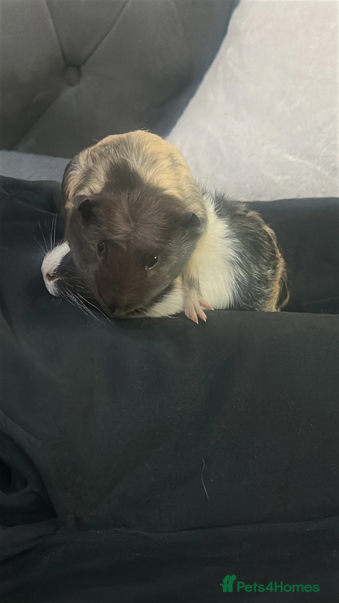 Guinea Pig rodents for sale: 2 x Female guinea pigs in Manchester - Advert 1