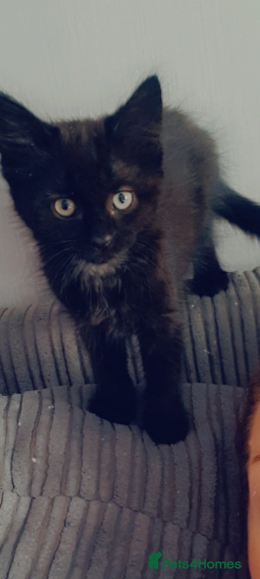 British Longhair cats for sale: Male and female cats free  - Image 8