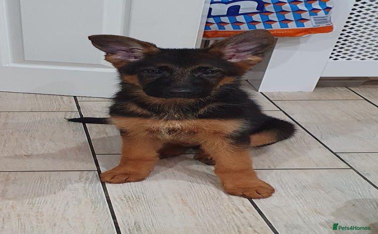 German Shepherd dogs - Advert 15