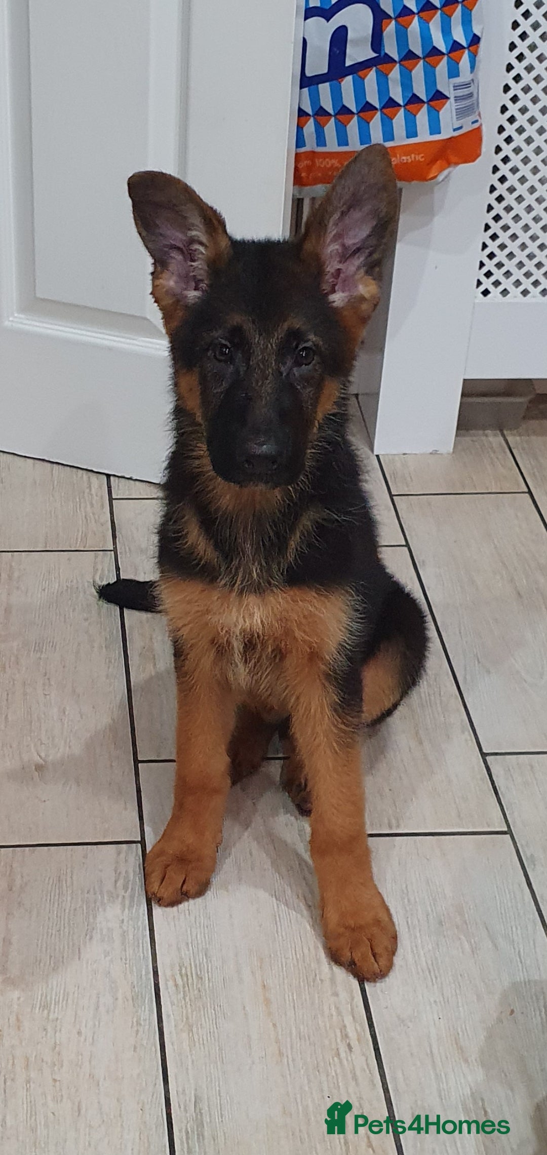 German Shepherd dogs for sale: Beautiful German Shepherd pups Blk / Tan Ready Now - Image 1