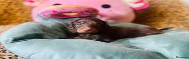 Miniature Dachshund 3