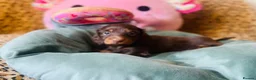 Miniature Dachshund dogs for sale: Gorgeous long‑haired Miniature Dachshund Puppies! - Advert 1